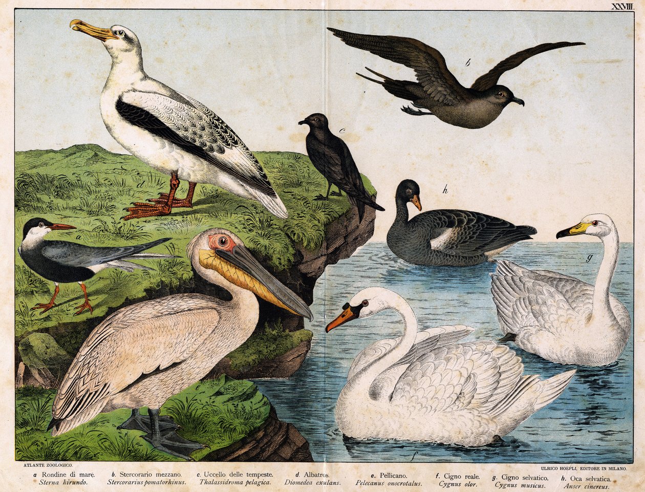 a: Deniz kırlangıcı (Sterna hirundo), b: Orta sterkorary (Stercorarius pomatorhinus), c: Fırtına kuşu (Thalassidroma pelagica), d: Albatros (Diomedea exulans), e: Pelikan (Pelecanus onocratalus), f: Kraliyet kuğu (Cygnus olor) ), g: Yabani kuğu (Cygnus Mus by Unknown artist