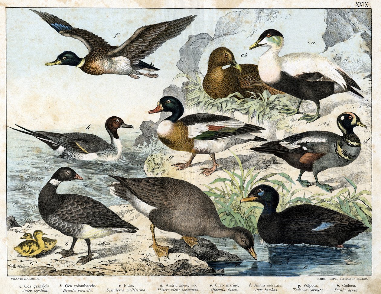 a: Tohum Kazı (Asner segetum), b: Brant (Branta bernicla), c: Eider (Somateria mollissima), d: Harlequin Duck (Histrionicus torquatus), e: Kara Ördek (Oidemia fusca), f: Yeşilbaş (Anas boschas) ), g: Belon