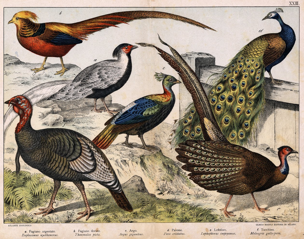 a: Gümüş sülün (Euplocamus nycthemerus), b: Altın sülün (Thaumalea picta), c: Görkemli sülün (Argus giganteus), d: Mavi tavus kuşu (Pavo cristatus), e: Lophophorus impeyanus, f: Türkiye (Meleagris gallo-pavo) , “Kuşların Doğal Tarihi” içinde, ed. Çapa by Unknown artist