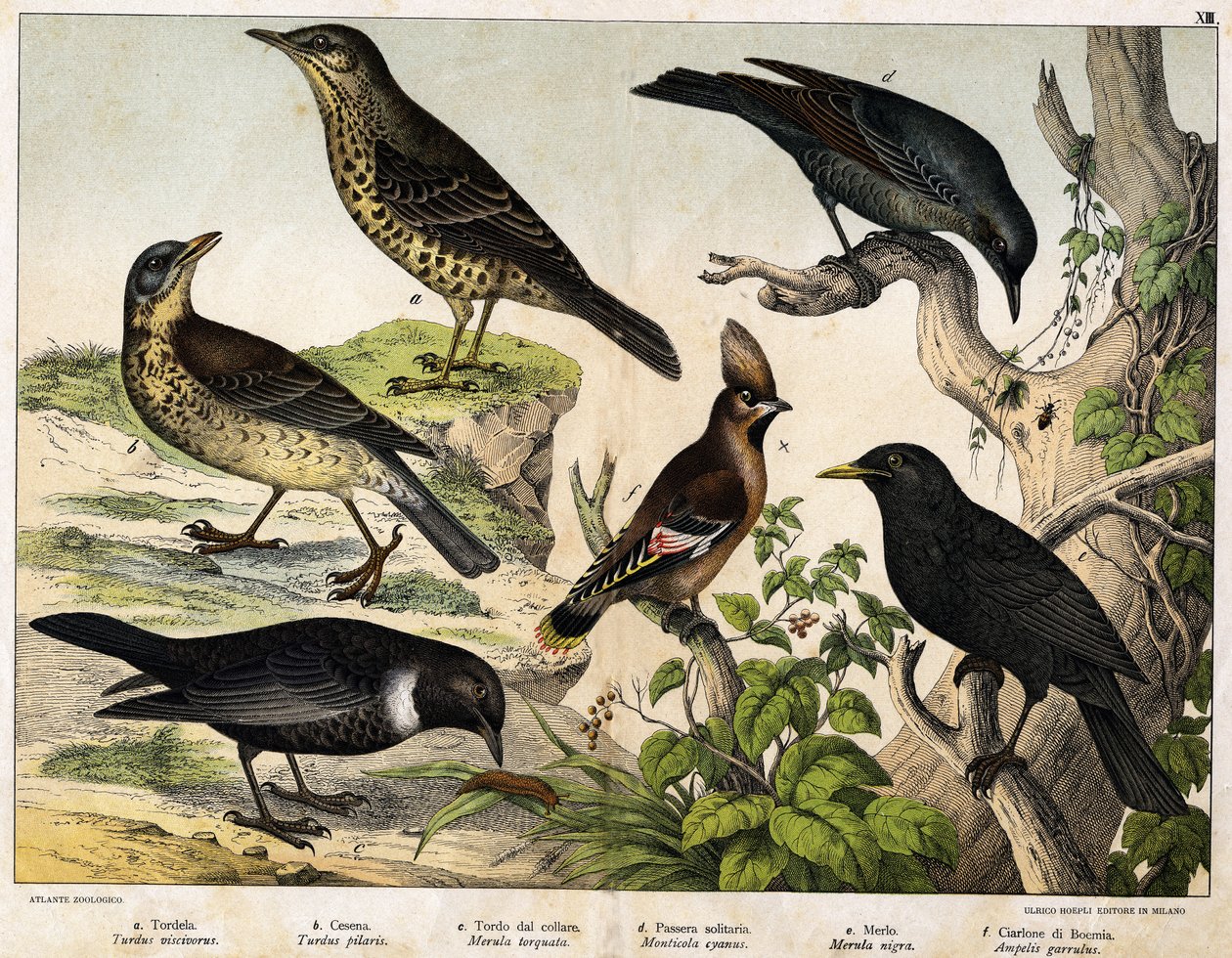 a: Ardıç (Turdus viscivorus), b: Ardıç (Turdus pilaris), c: Karatavuk (Merula torquata), d: Mavi Karatavuk (Monticola cyanus), e: Karatavuk (Merula nigra), f: Bohemian de geveze (Ampelis garulus) - “Kuşların Doğal Tarihi” içinde, ed. Hoepli, Milano by Unknown artist