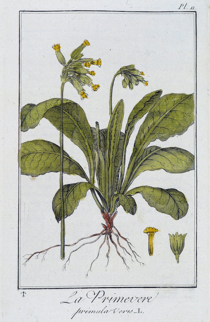 Primrose (Primula veris) - J.C. Philibert, Imprimerie de Crapelet, Paris tarafından yazılan “Tüccarların kullanımı için botanik alıştırmaları” içinde by Unknown artist