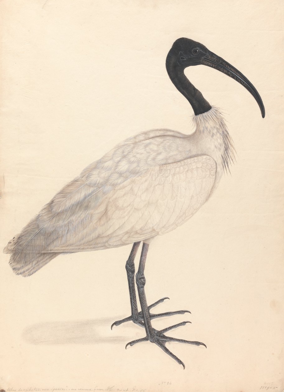 Siyah Beyaz Kızılderili Kuşu, (çiftten biri) by Unknown artist
