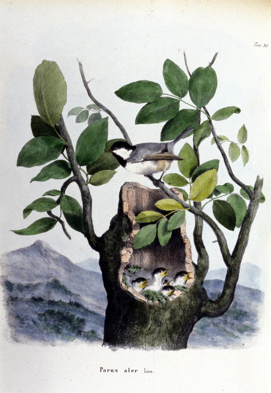 Yuvasının yakınında ortak bir kuşu (veya serçeyi) temsil eden bir tahta. by Unknown artist