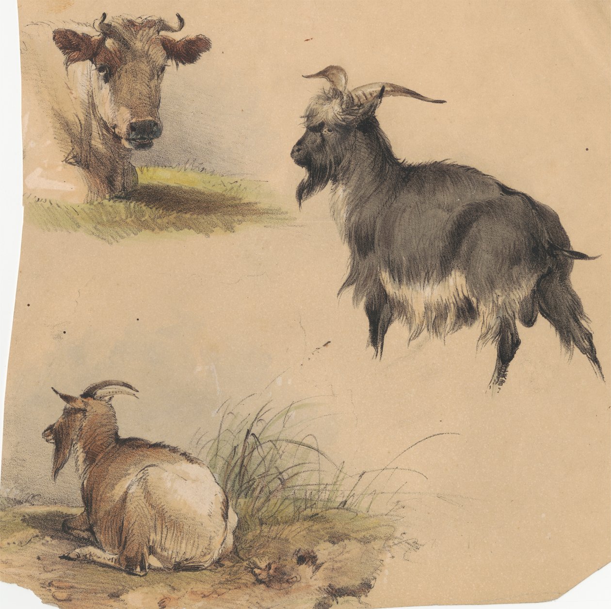 Bir inek ve iki keçi by Unknown artist