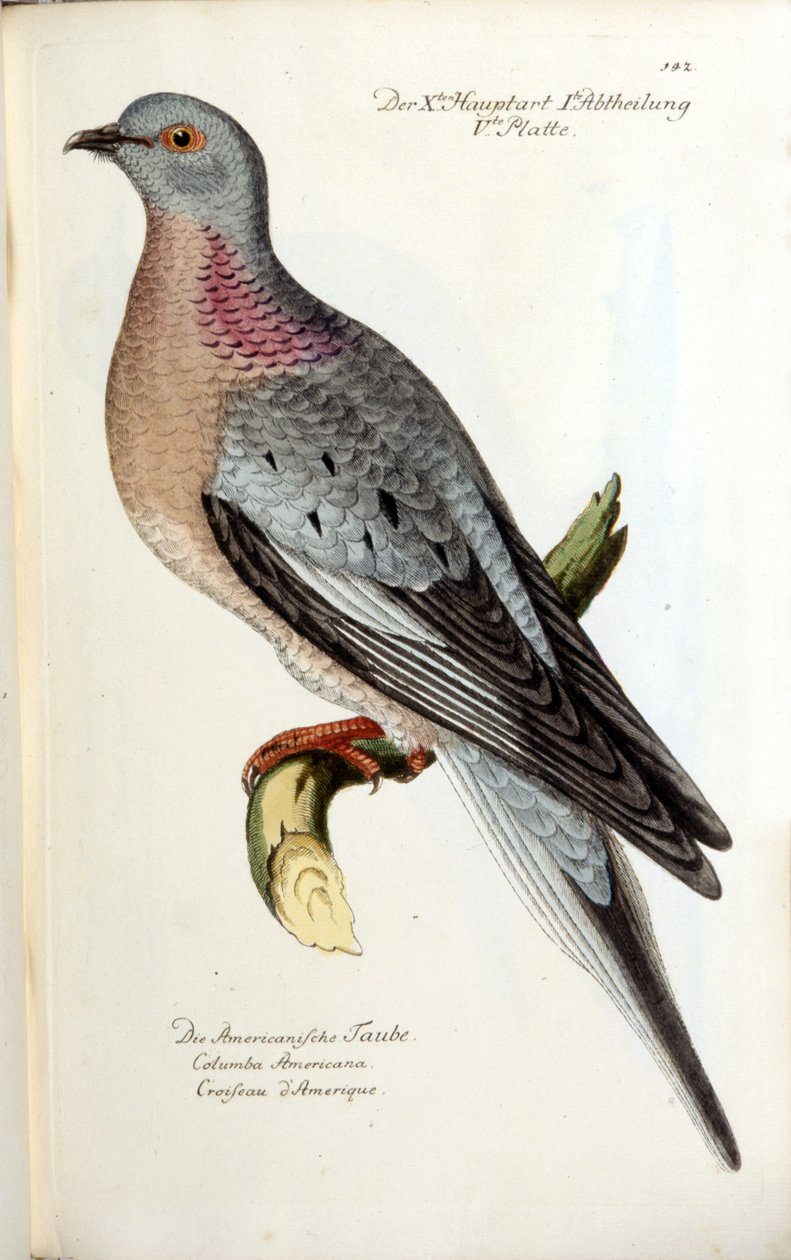 Artık soyu tükenmiş göçmen bir güvercin. Fritsch'ten sonra zoolojik tablo by Unknown artist