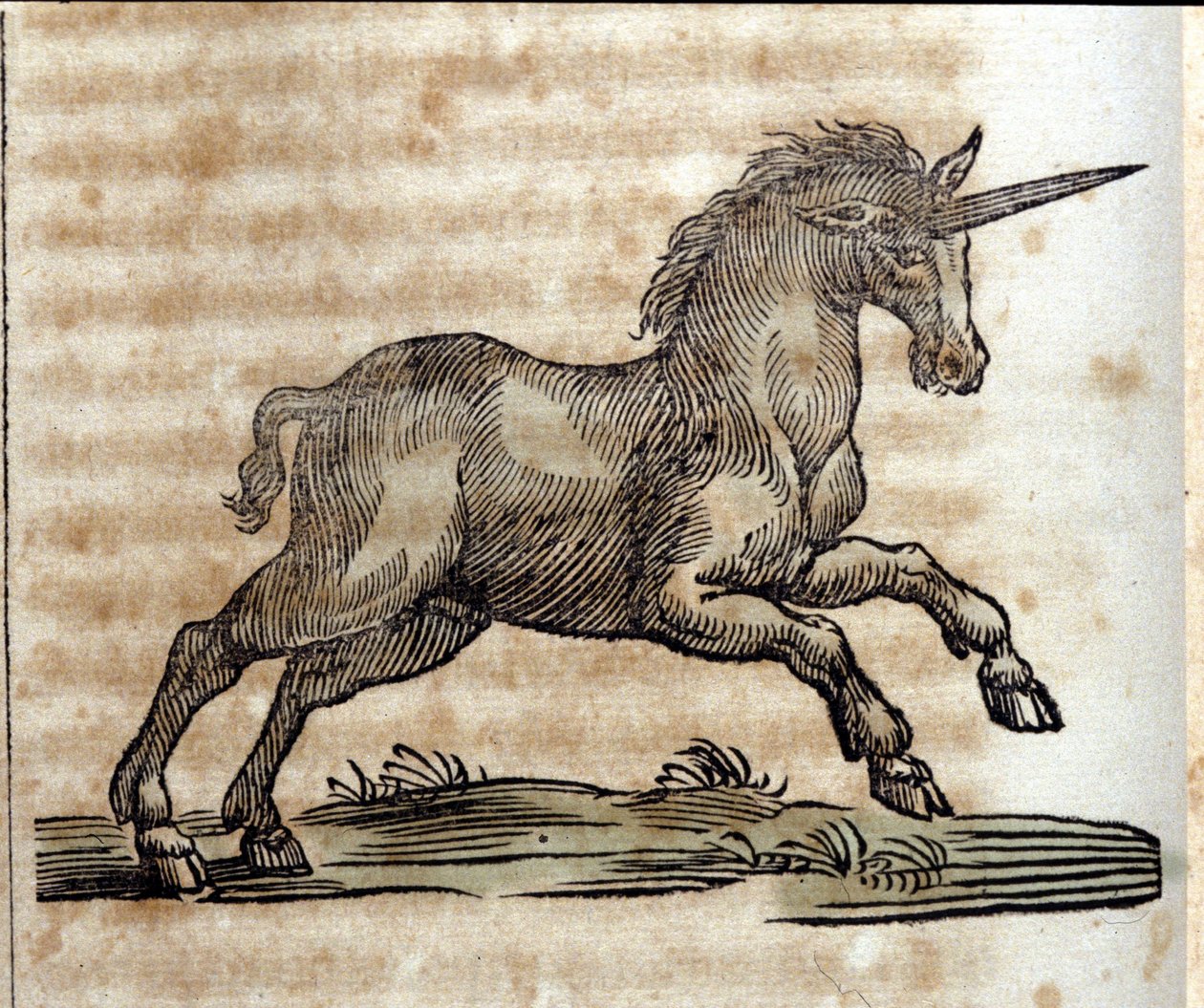 Tek boynuzlu at veya tek boynuzlu at, mitolojik hayvan - Athanasius Kircher (1601-1680), Jesuite, oryantalist ve Alman bilgin tarafından yapılan bir gravür by Unknown artist