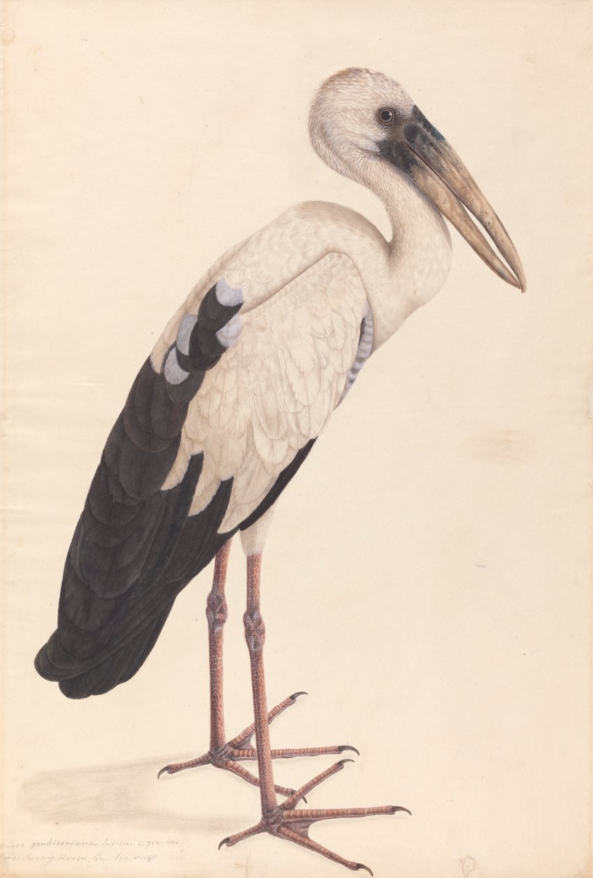 Asya Açık Gaga Leyleği (Anastomus esniyor) by Unknown artist