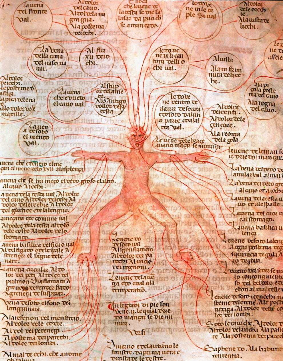 Kan dolaşımını gösteren anatomik çizelge “” De surgia””” el yazmasından minyatür 13. yüzyıl Venedik Biblioteca Marciana by Unknown artist