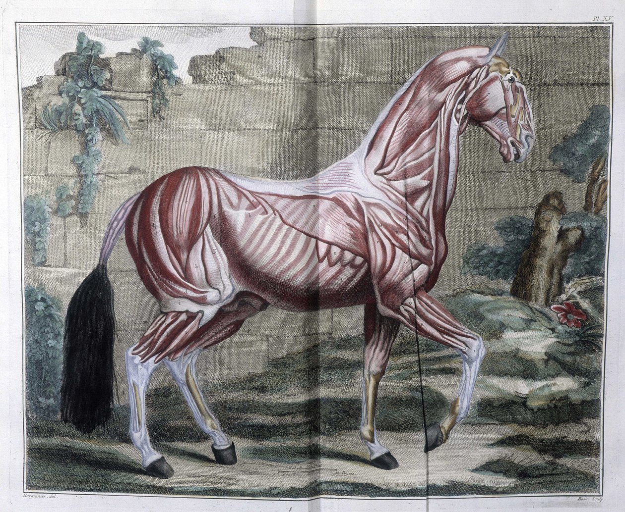 At Anatomisi: “” Hippiatrik Kurs, at tıbbının tam incelemesi””, P. E Lafosse by Unknown artist