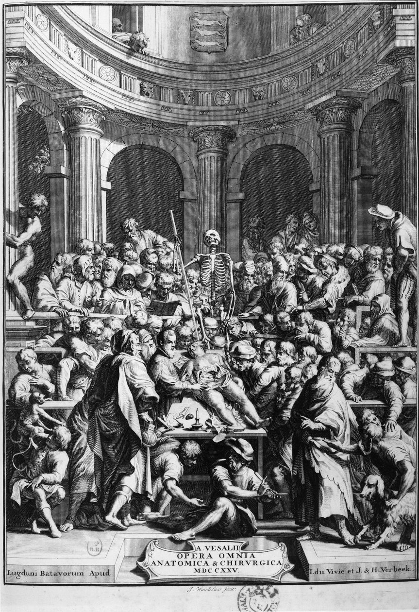 André Vésale (1514-1564), modern anatominin kurucusu, anatomi ve cerrahi öğretmeni (Latince: Andrea Vesalius, Hollandaca: Andries Van Wesel). by Unknown artist