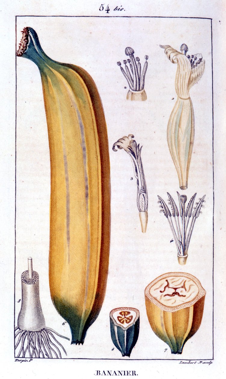 Muz ağacı - 19. yüzyılın gravürü. by Unknown artist