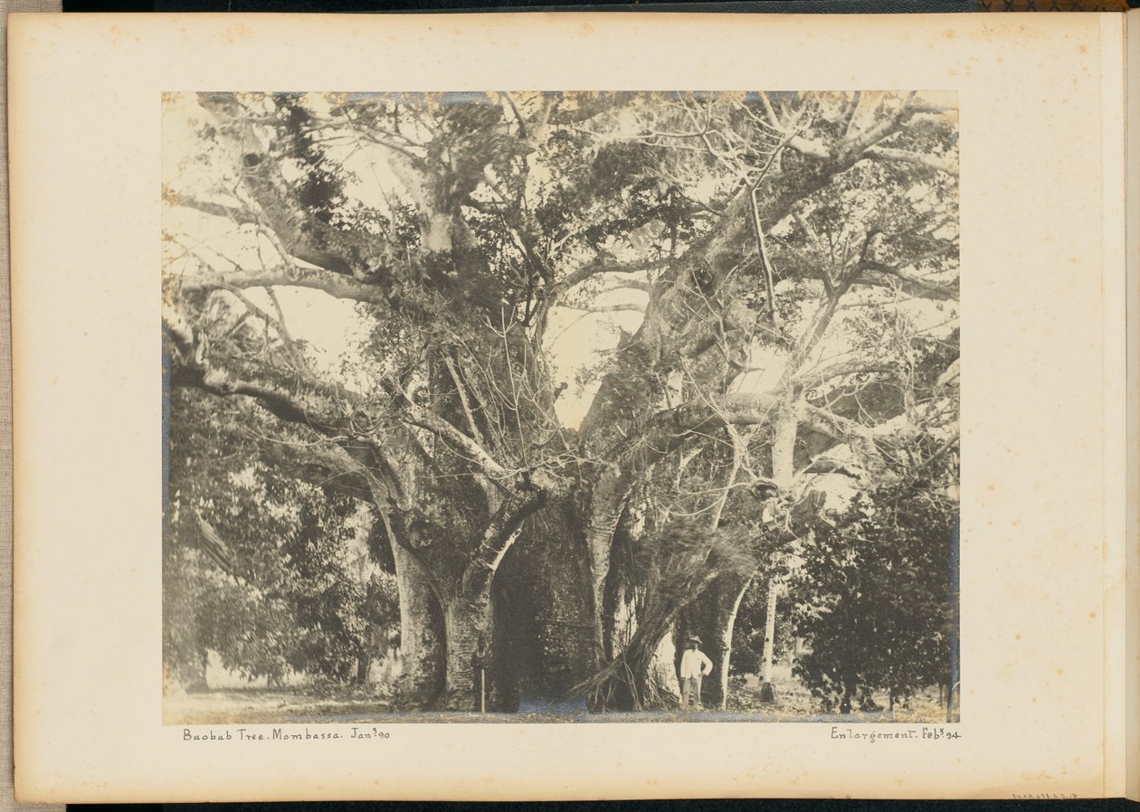 Baobab Ağacı. Mombassa. by Unknown artist