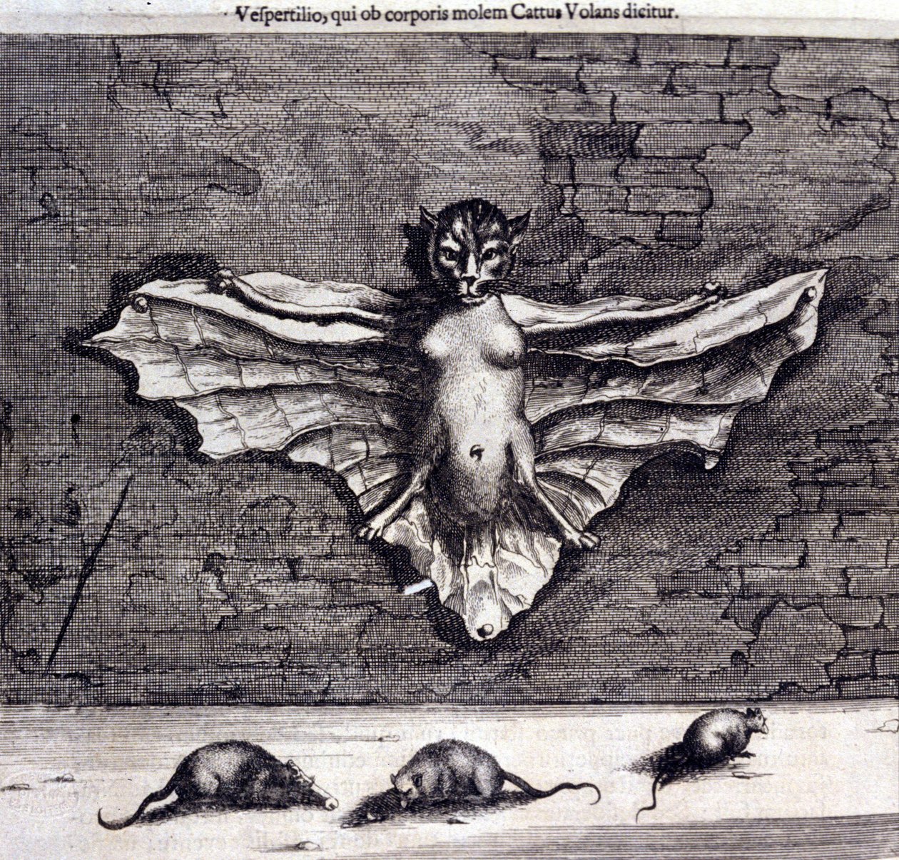 Yarasalar ve sıçanlar. Athanasius Kircher tarafından “De China Monumenta” by Unknown artist