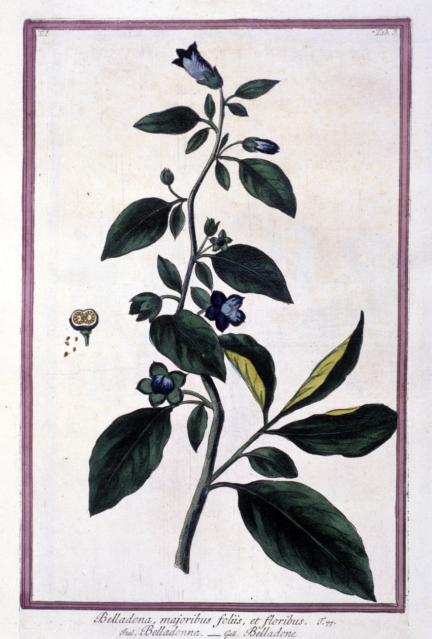 Belladonna, çiçekler ve meyveler. Tıpta kullanılan zehirli bitki. 19. yüzyıldan kalma bir herbaryumdan sonra gravür. by Unknown artist