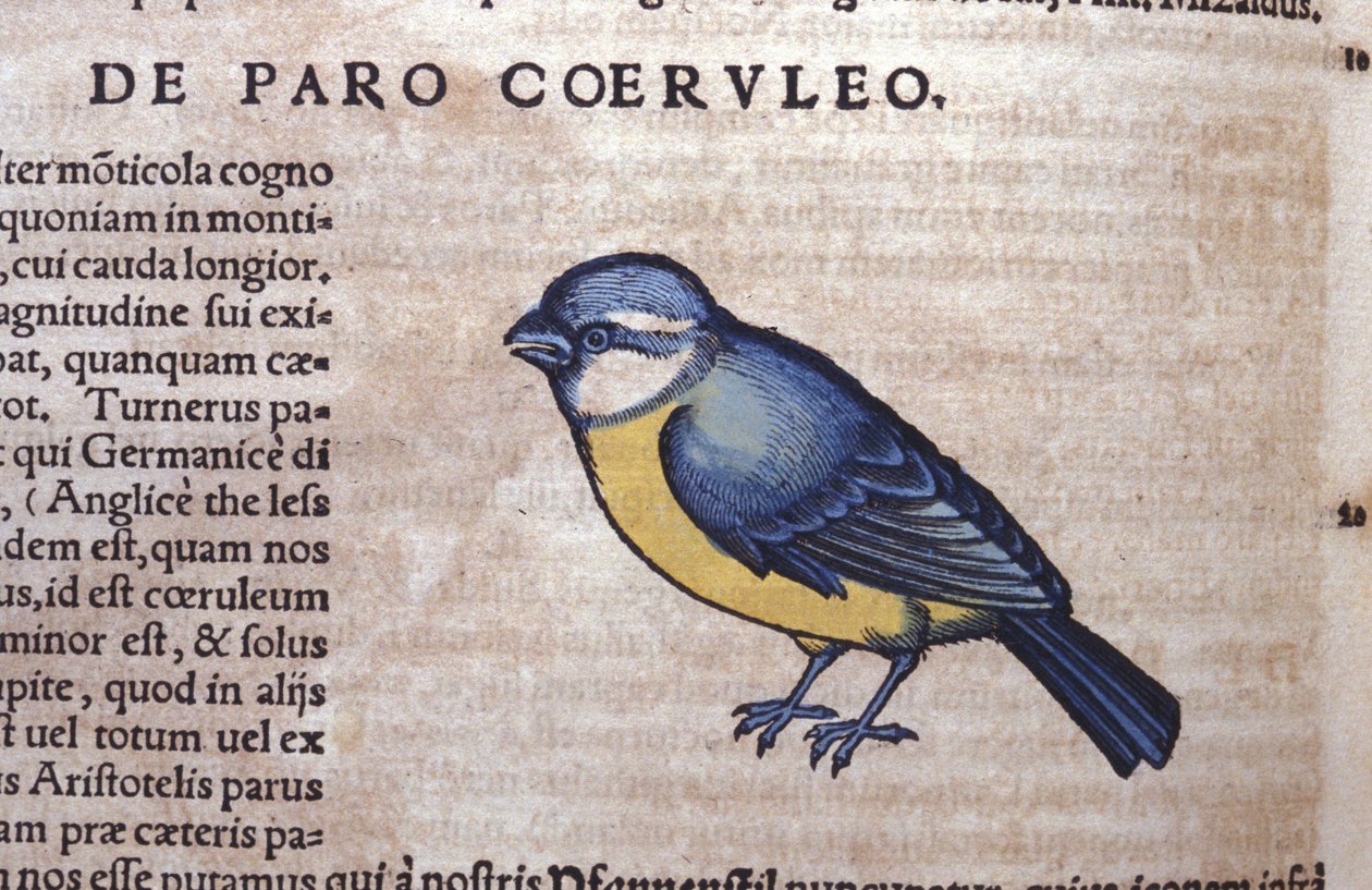 Historia Animalium'da Mavi Passereau, Conrad Gesner (1516 - 1565), Tiguri by Unknown artist