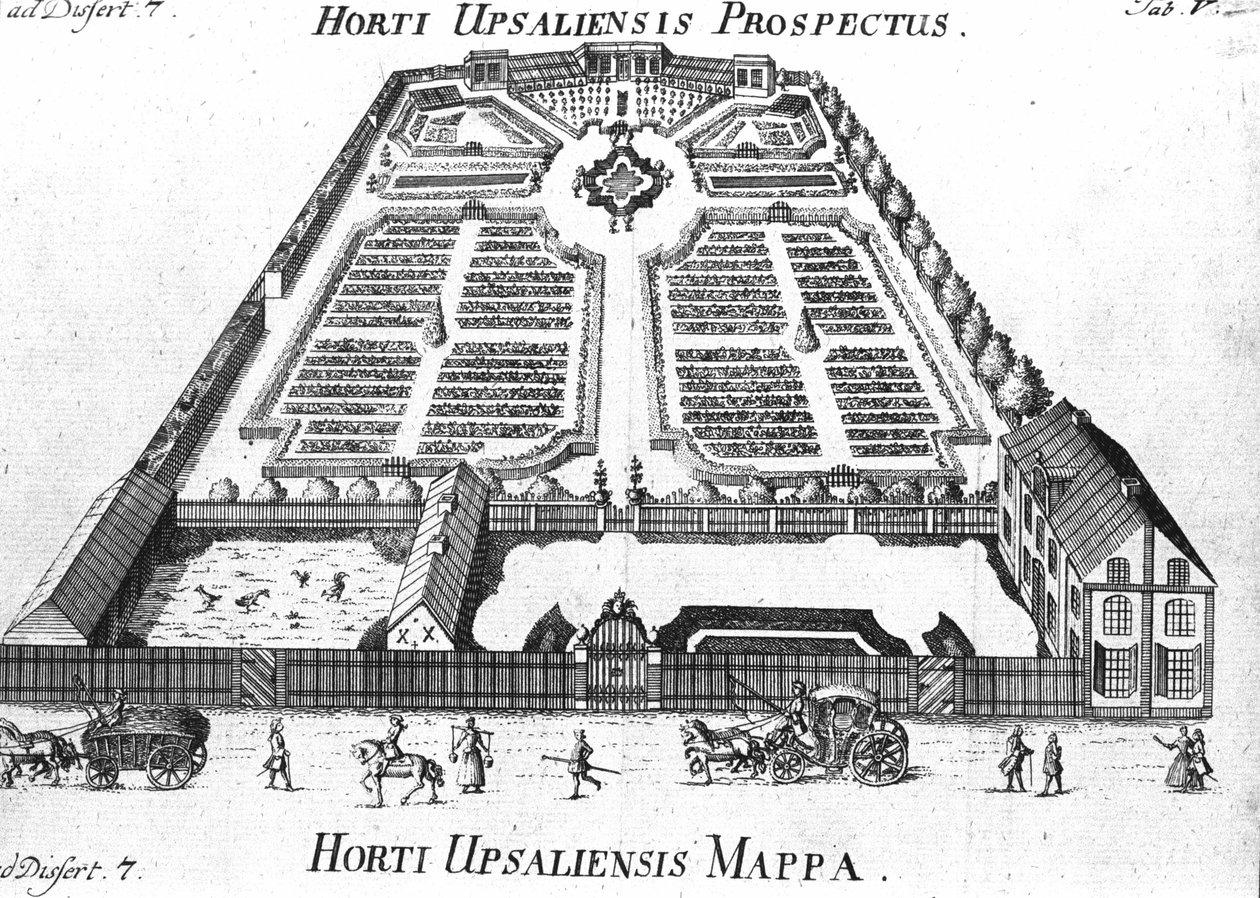 Botanik Bahçesi - HORTI UPSALIENSIS ileriye dönük ve plan. by Unknown artist
