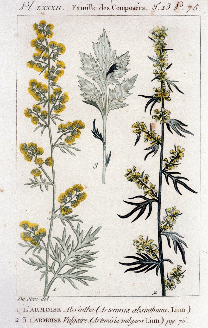 Botanik Plaka: Sagebrush Absinthe (Artimisia Absinthium) ve Sagebrush Vulgaris (Artimisia Vulgaris). 18. yüzyılın gravürü by Unknown artist