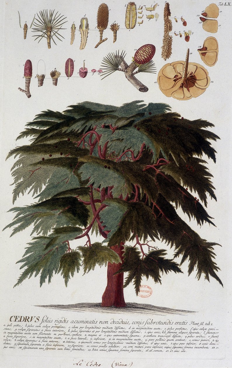 Botanik kurulu: Sedir. n.d. 19. yüzyıl. by Unknown artist