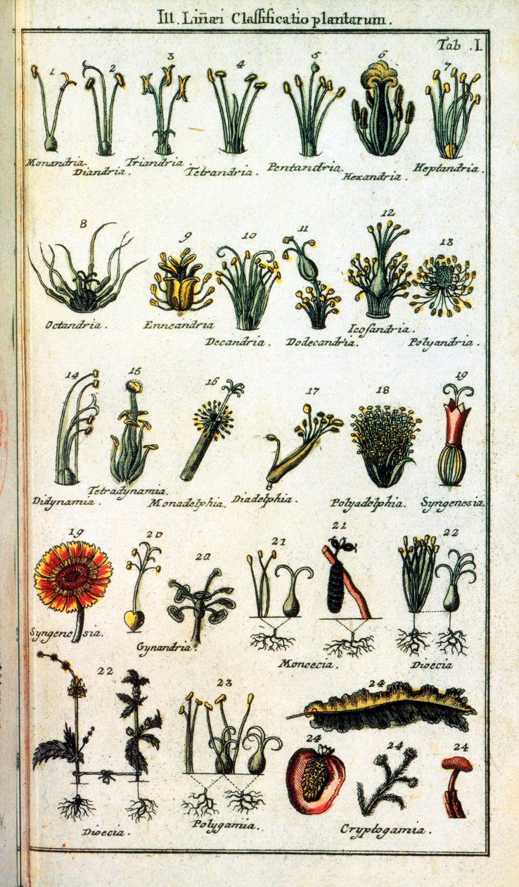 Botanik kurulu: Bitkilerin sınıflandırılması Carl von LINNE (1707-1778), İsveçli doğa bilimci "" Compendium Botanices Systematis Linnean "”. Baskı by Unknown artist
