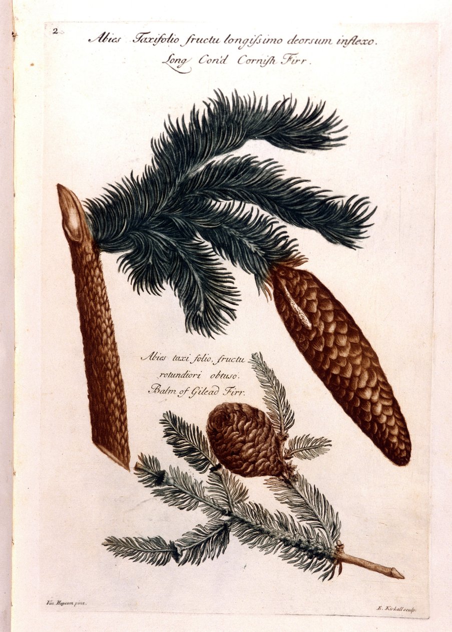 Botanik tahtası: bir çam kozalağı ve bir dal. 18. yüzyıl. by Unknown artist