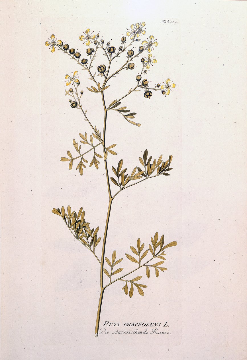 Botanik kurulu: rue officinale (Ruta graveolens). JJPlenck, Viyana, Avusturya tarafından yazılan "Tıbbi Bitkilerin Simgeleri"nde by Unknown artist