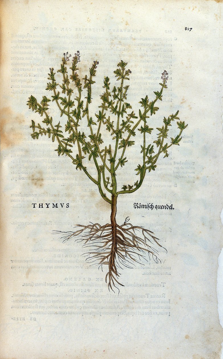 Botanik plaka: Kekik (Thymus) Herbaryum, Lheonard Fuchs, “” Historia Stirpium””, Balya by Unknown artist