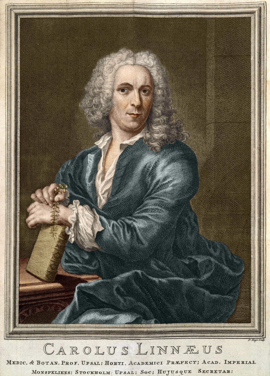 Carl Von Linné İsveçli doğa bilimci ve yazar (1707 - 1778) by Unknown artist