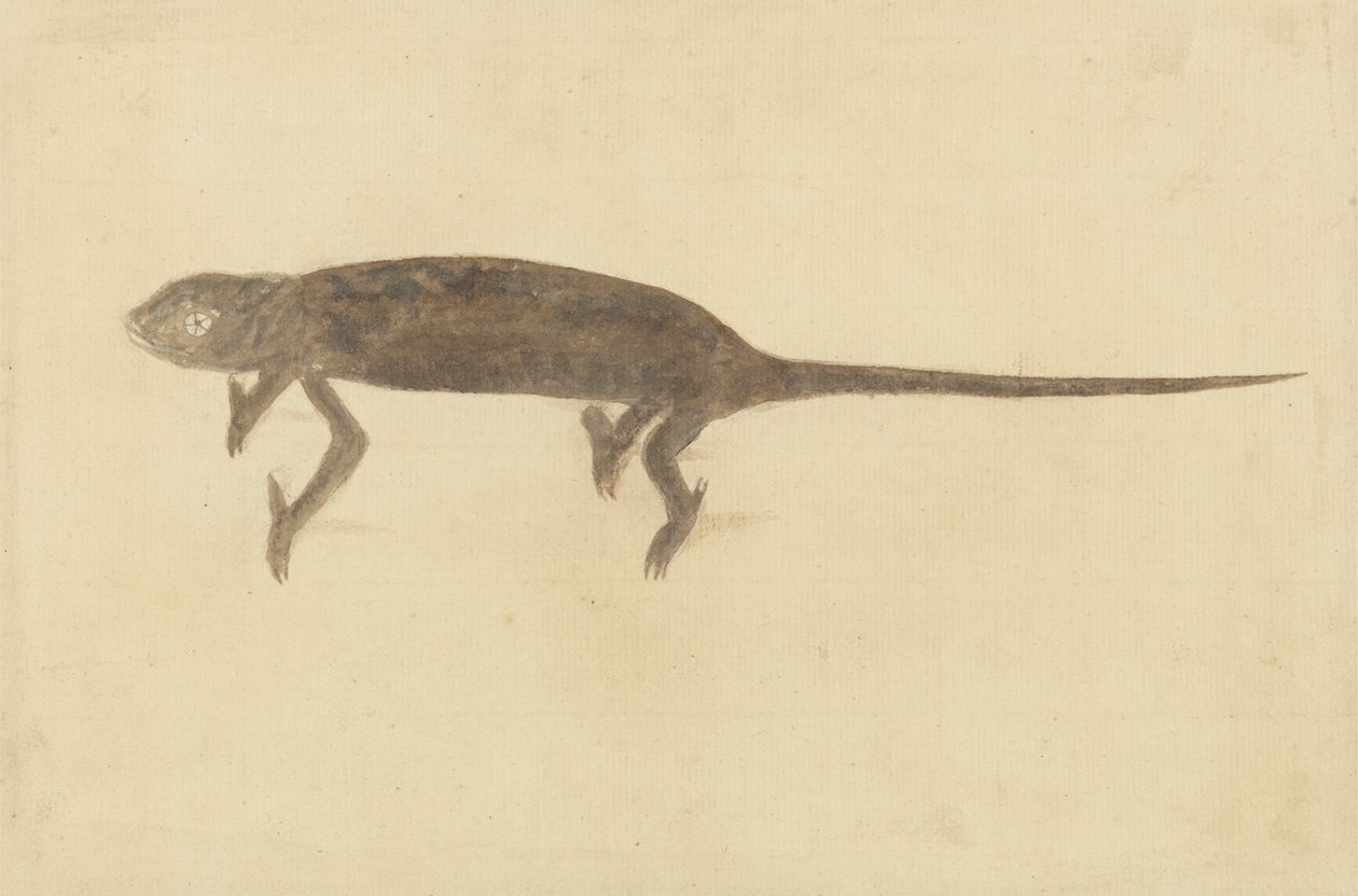 Bukalemun Bukalemun by Unknown artist