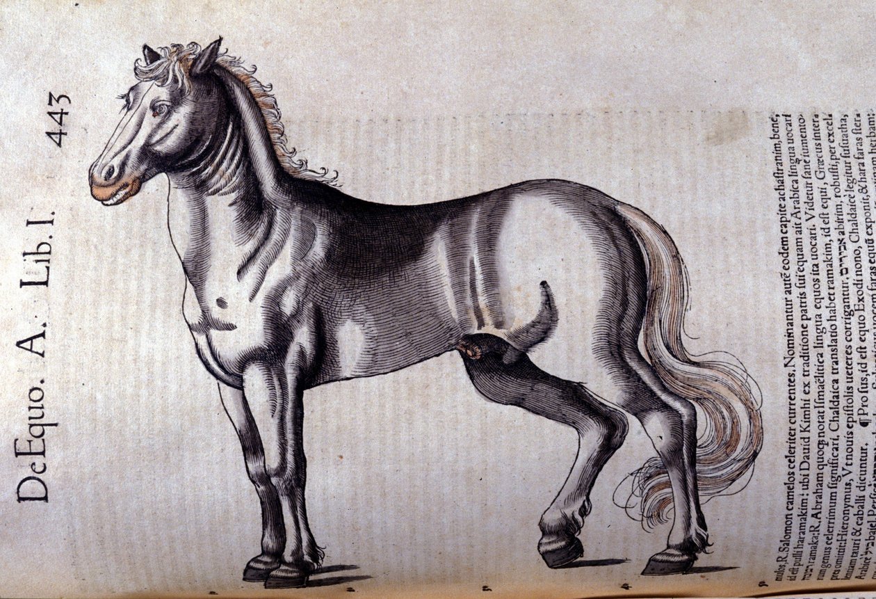 Cheval. Historia Animalium