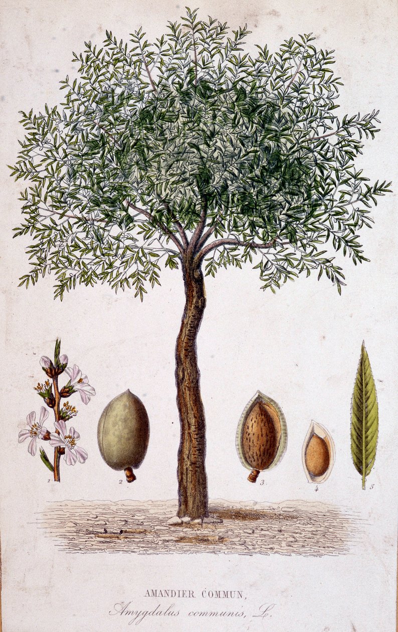 Ortak badem ağacı - botanik kurulu by Unknown artist