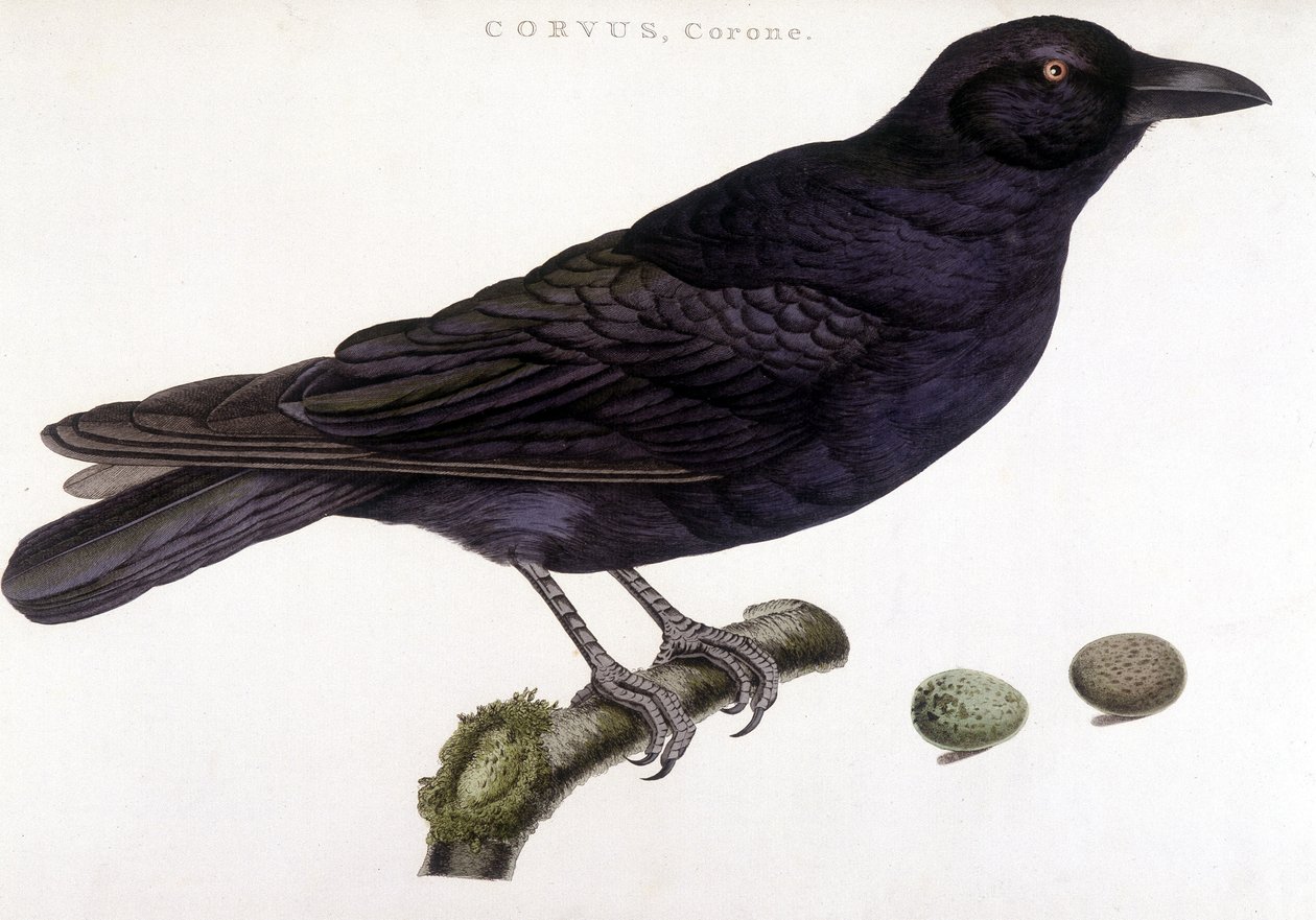 Corone kuzgun - doğal tarih tahtası by Unknown artist