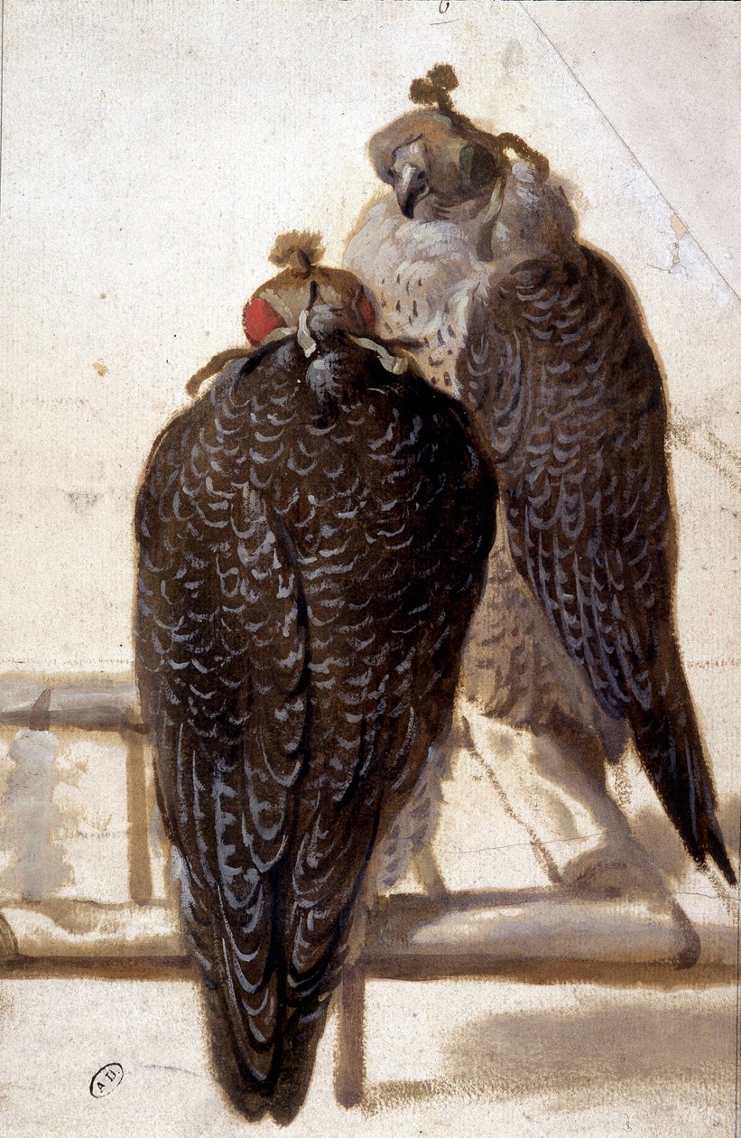 Bir çift şahin. 18. yüzyıl çizimi. by Unknown artist