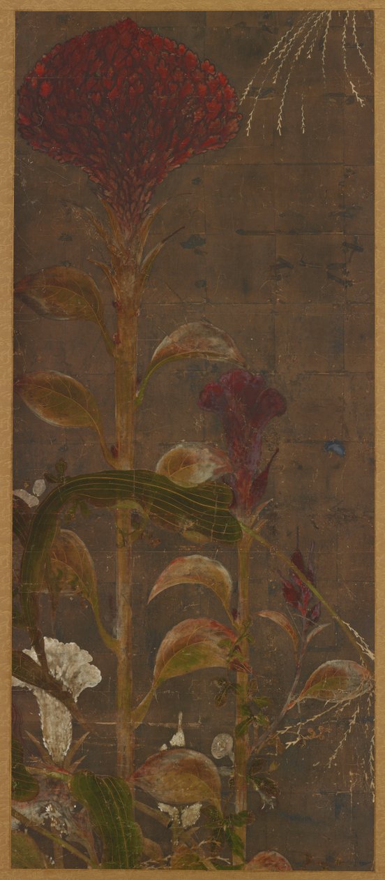 Coxcombs, mısır ve sabah zaferleri by Unknown artist