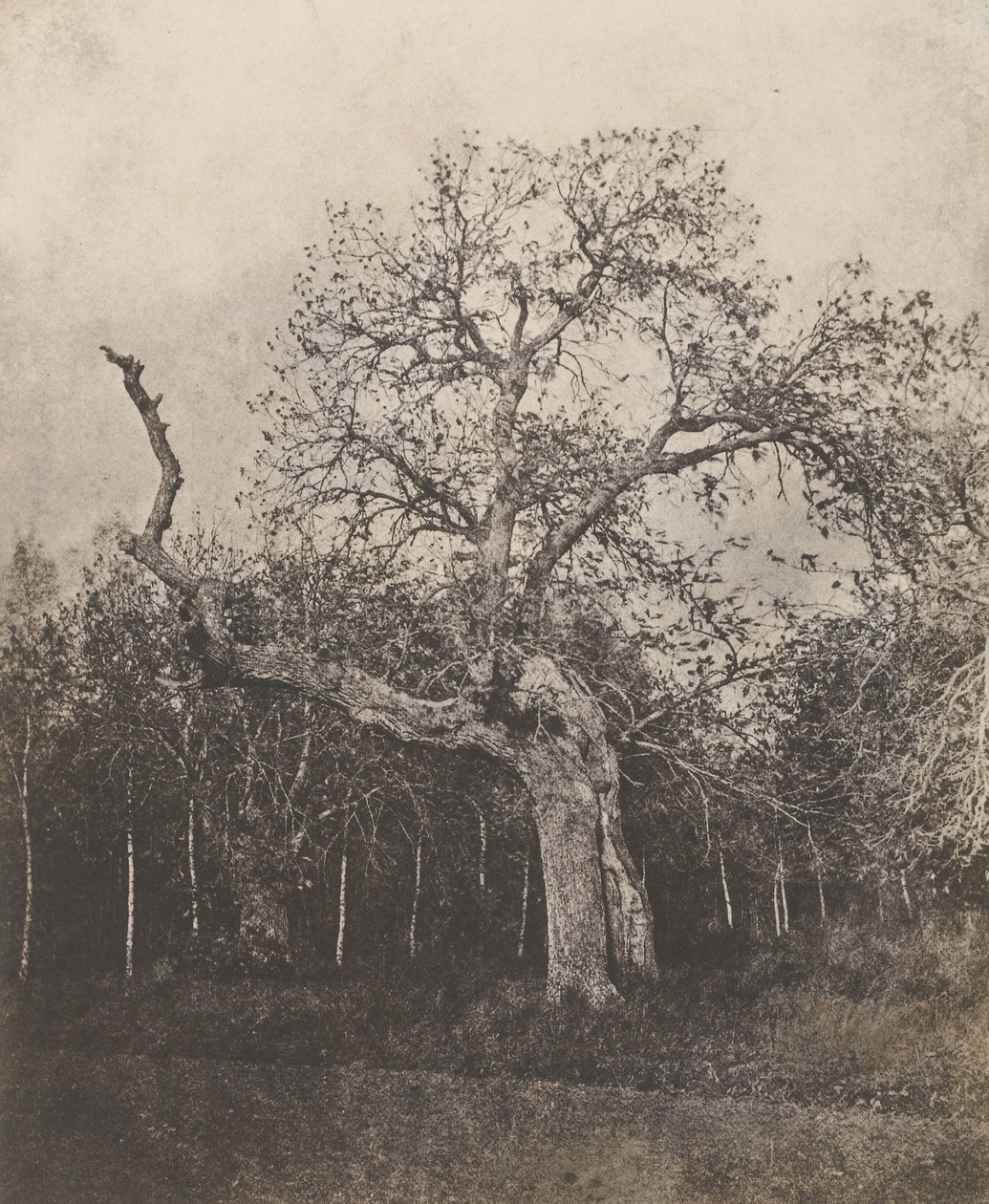 [Seyrek Yapraklı Eğri Ağaç] by Unknown artist
