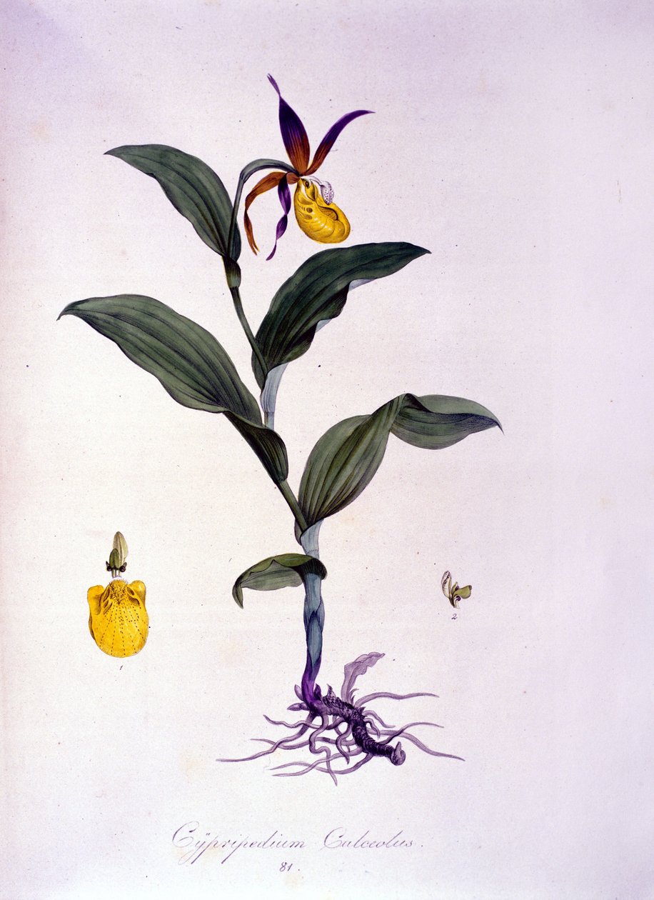 Cypripedium calceolus: orkide türü. by Unknown artist