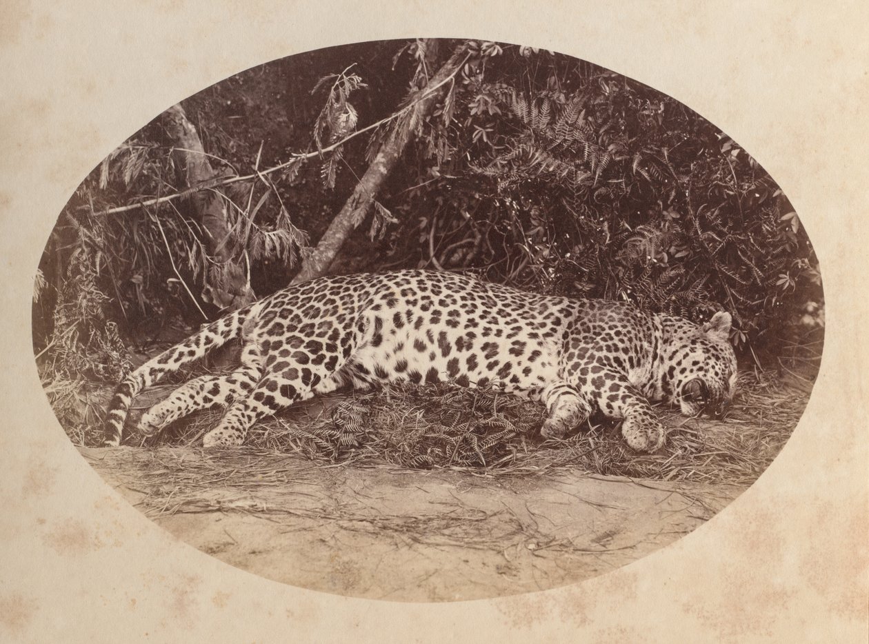 ölü leopar by Unknown artist