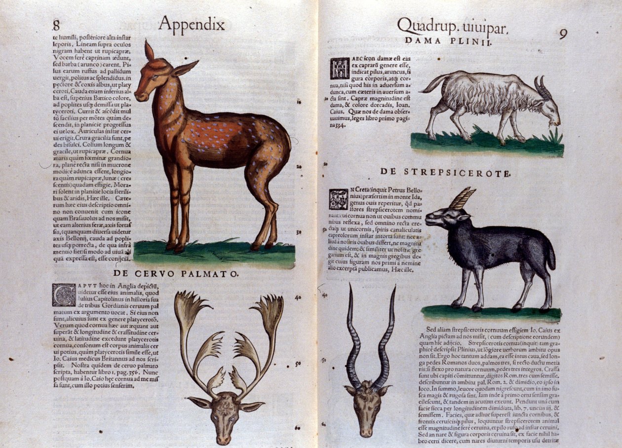 Geyik ve antilop - Historia Animalium
