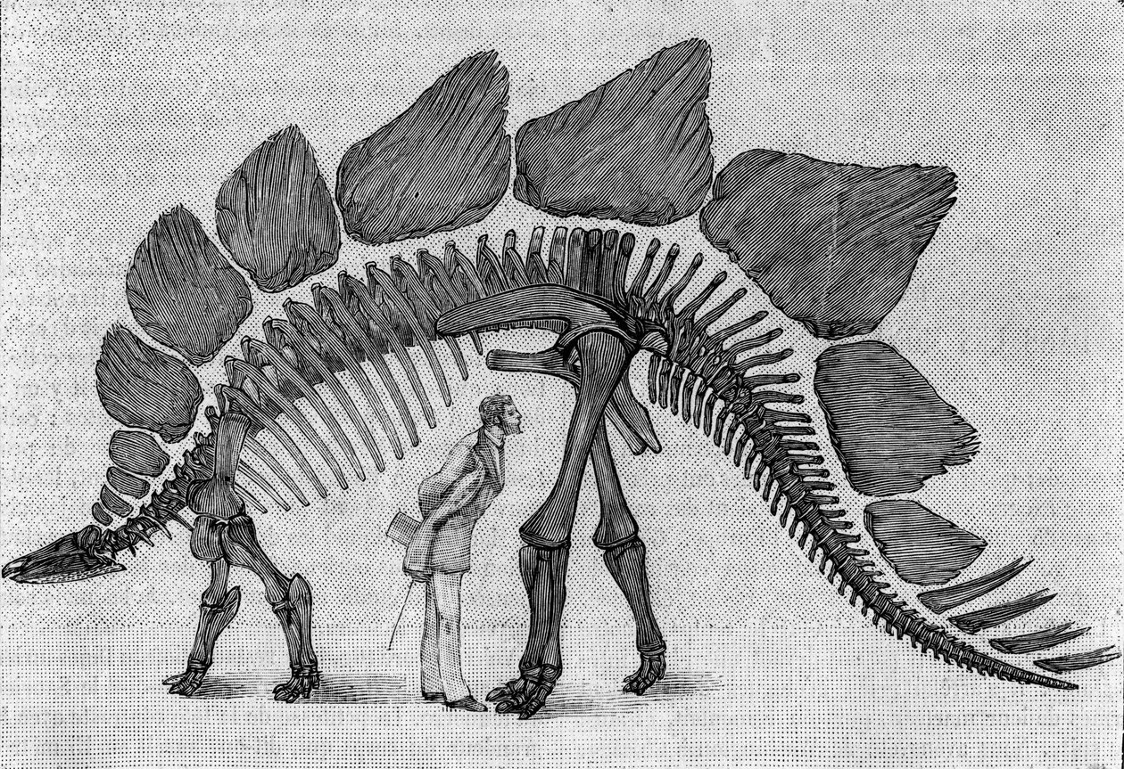 Dinozor iskeleti: “” Stegosaurus ungulatus””, Mart. Rocky Dağları