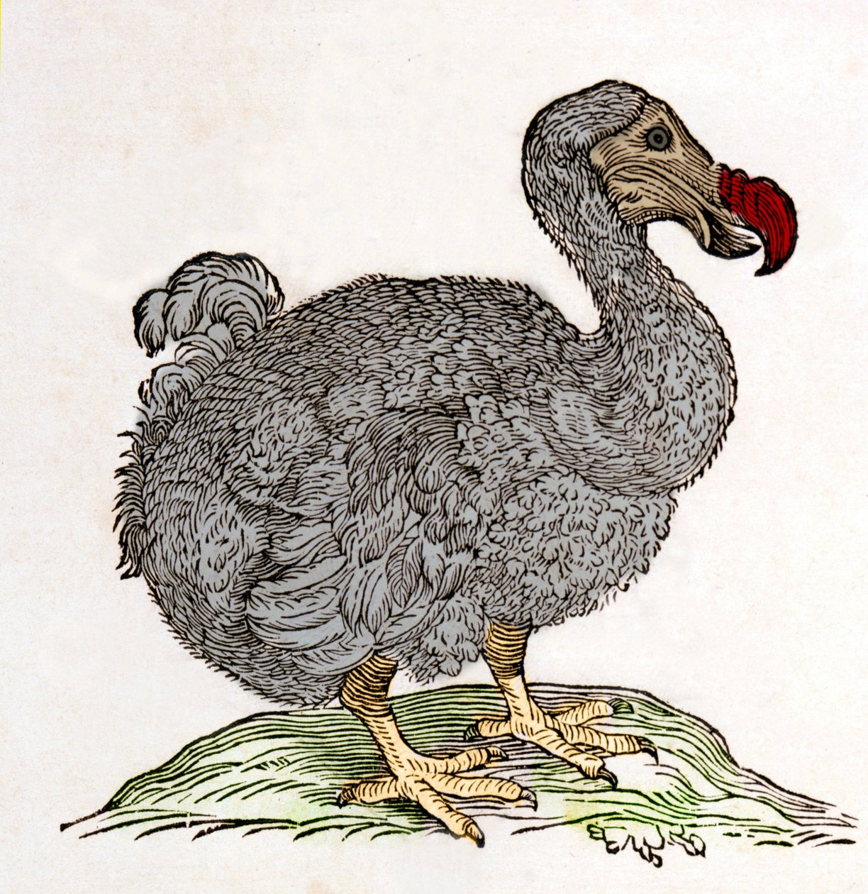 Dodo veya Dronte. Kuş kayboldu - William Piso, Amsterdam tarafından "Hindistan