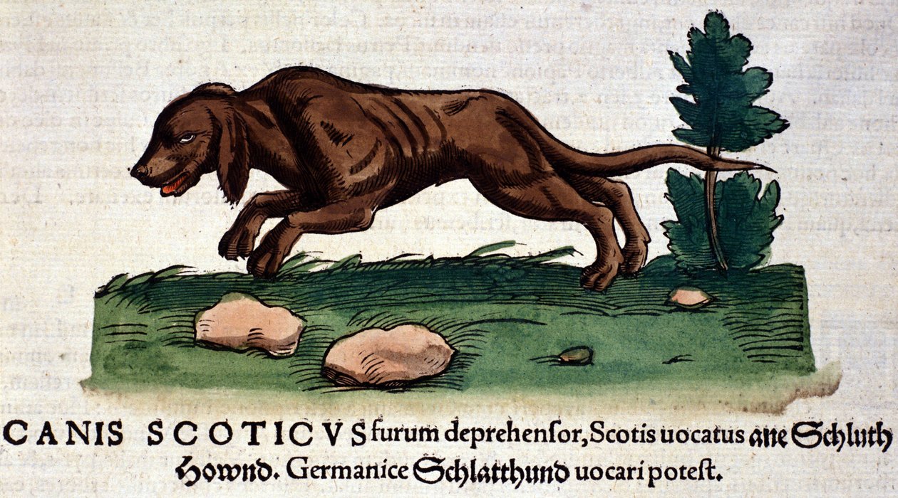 Conrad Gesner tarafından Historia Animalium