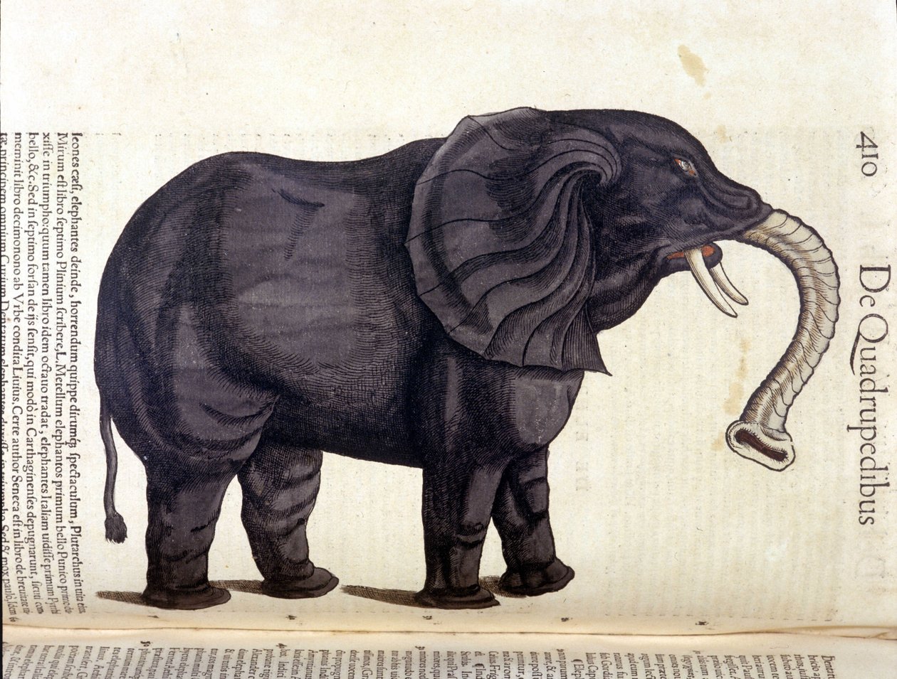 Conrad Gesner tarafından Historia Animalium