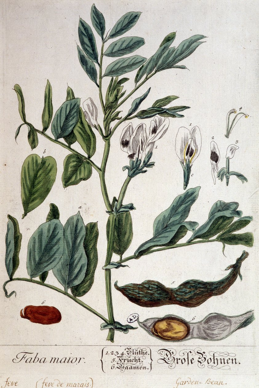 Faba Major (bataklık ateşi) - botanik kurulu by Unknown artist