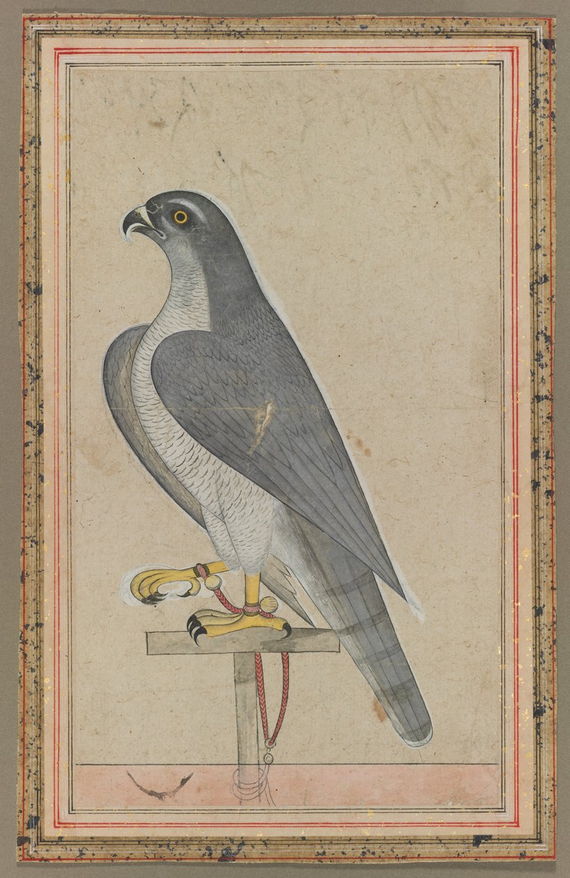 Şahin by Unknown artist
