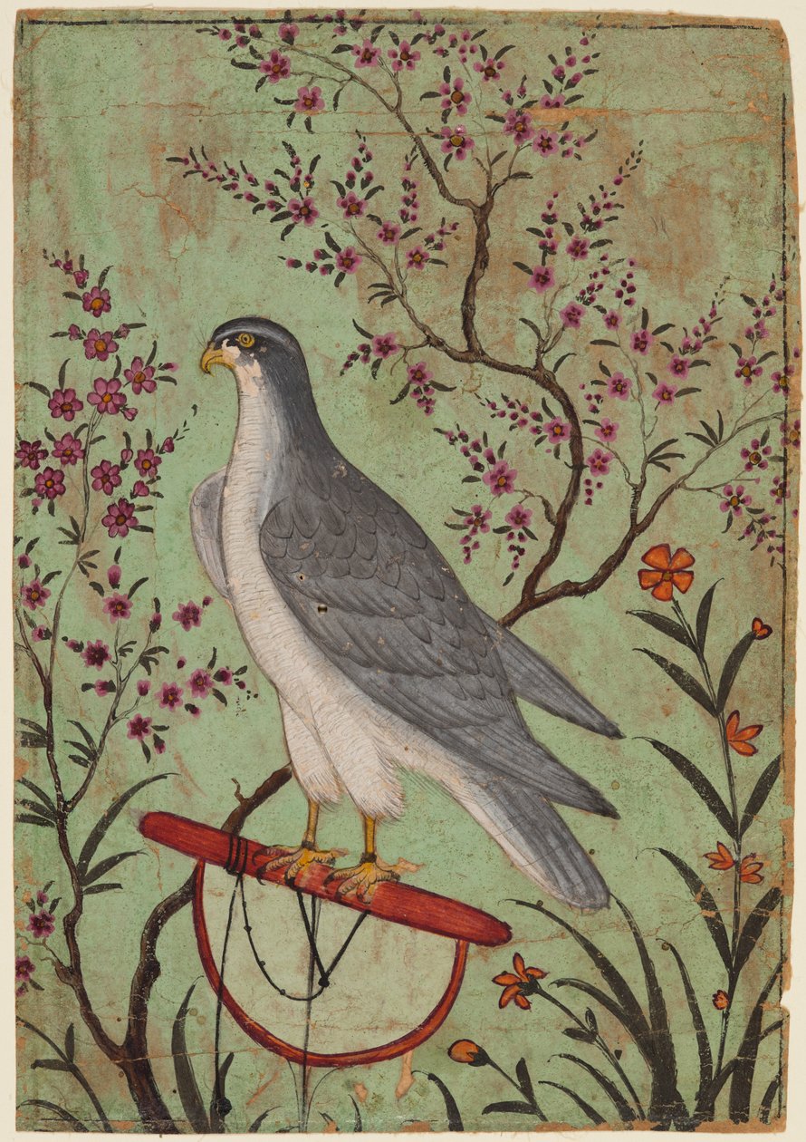 Bir levrek üzerinde şahin by Unknown artist
