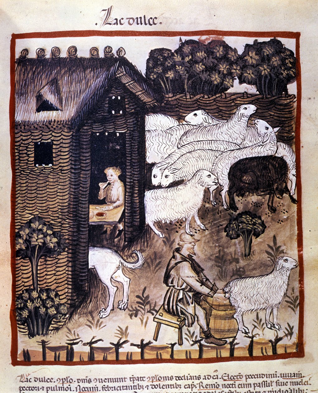 Çiftlik işi: Süt ve peynir üretmek için koyun sağmak. İlaç ve diyetetik sağımlarından aydınlatma “” Tacuinum sanitatis”” by Unknown artist
