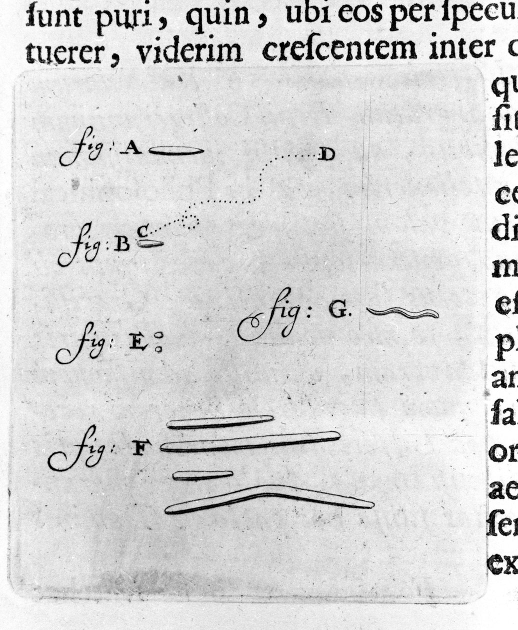 Bakterilerin ilk temsili Hollandalı tüccar ve bilim adamı Antoine van Leeuwenhoek (veya Leeuvenhoek Leeuwenhoeck) (veya Antoni veya Anthonie) (1632-1723) tarafından ağzındaki bakteriler üzerinde yapılan bir çalışmadan sonra tarif. “Arcana Natura Detecta” 1 by Unknown artist