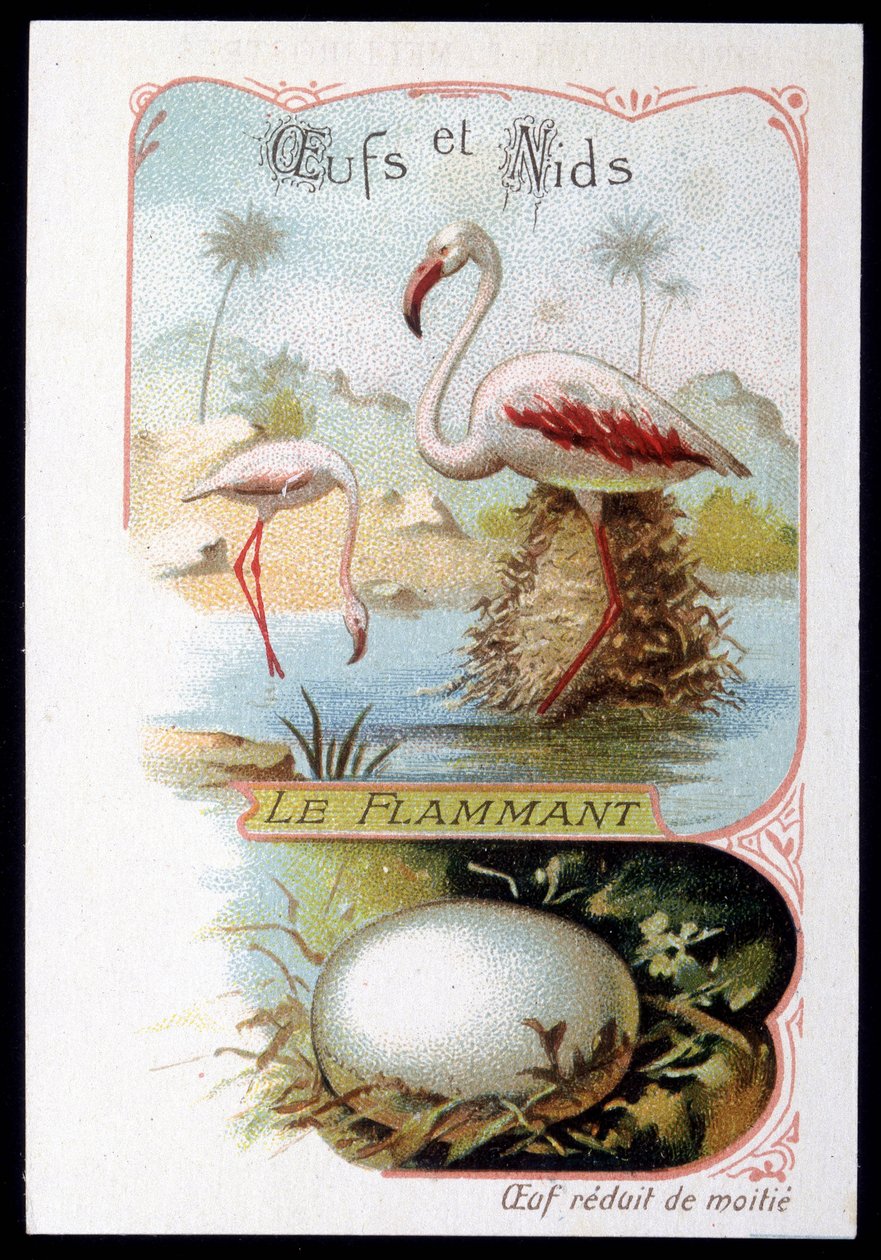 Flamingo - Yumurtalar ve Yuvalar. 19. yüzyıl kromolitografisi. by Unknown artist