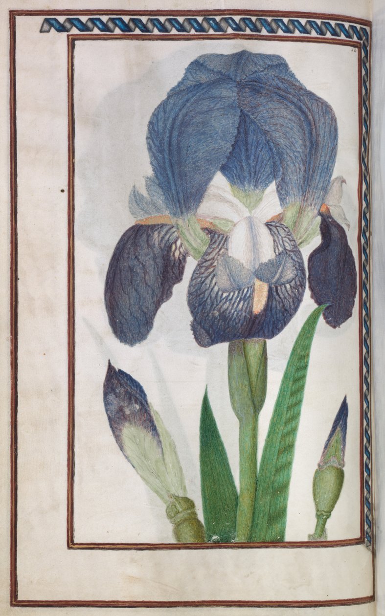 Florilegium: (sayfa 14 tersi) mavi ve beyaz gökkuşağı by Unknown artist
