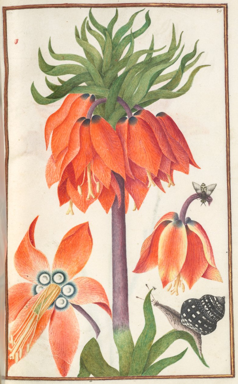 Florilegium: (sayfa 19 sağda) turuncu fritillary imparatorluk (taç imparatorluk) by Unknown artist