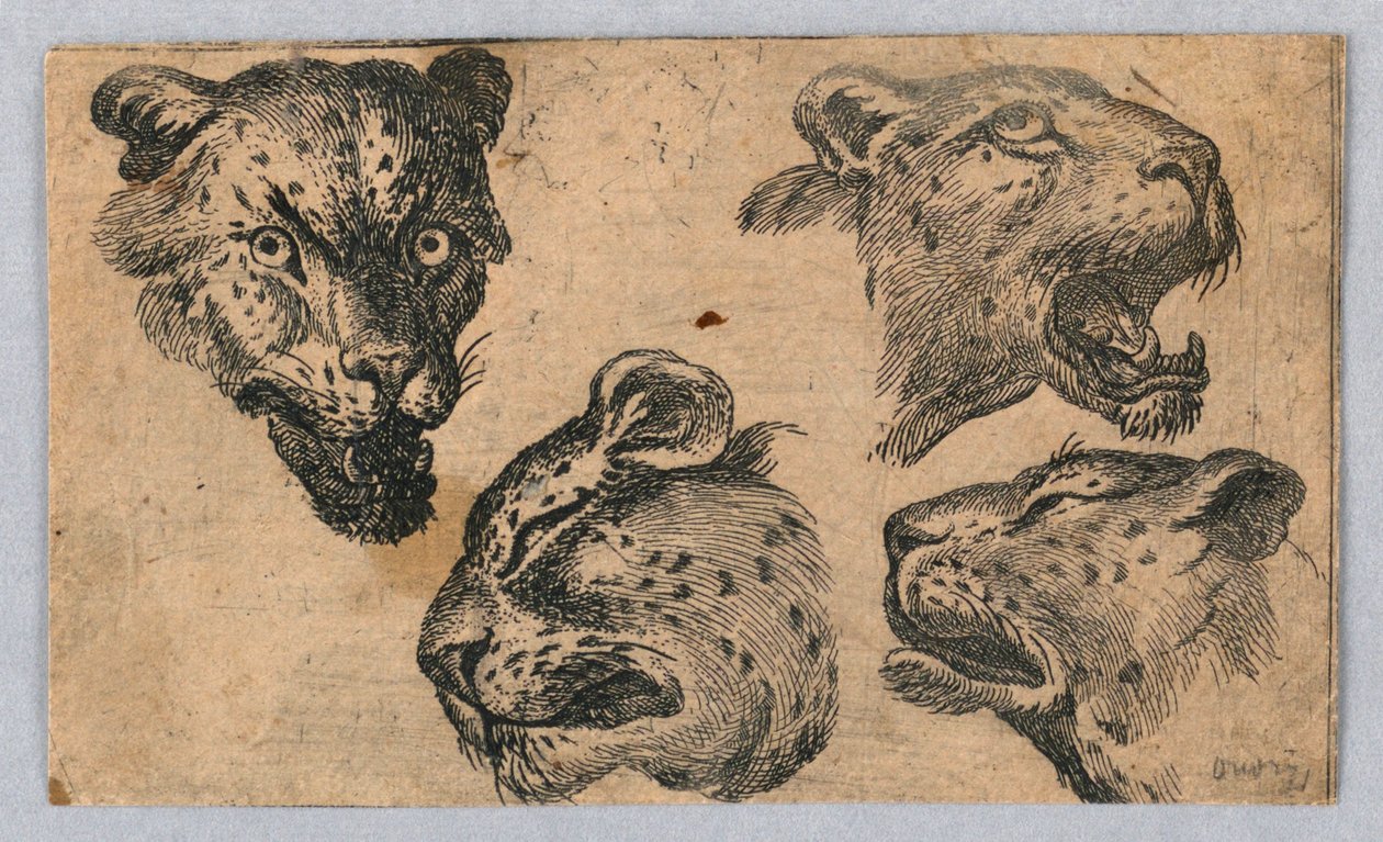 Leopar Başlarının Dört Çalışması by Unknown artist